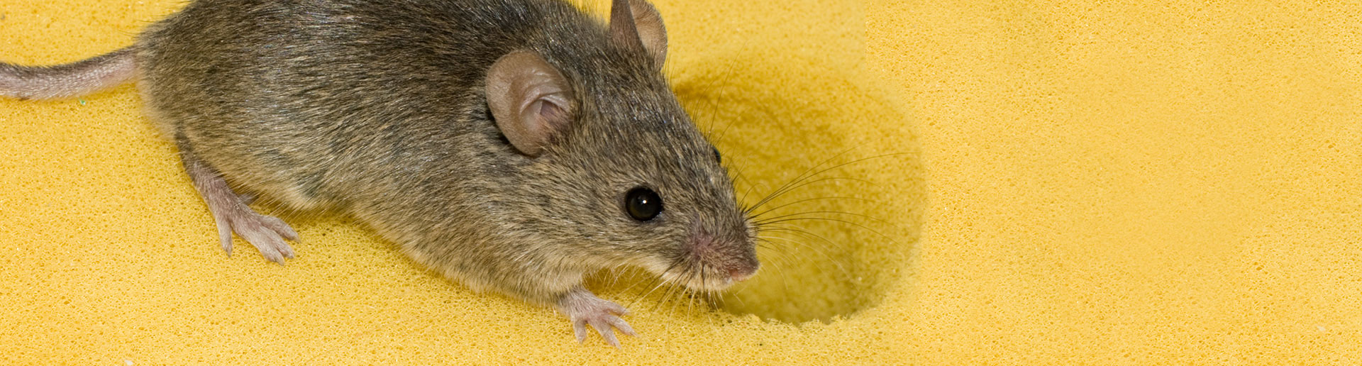 Tipps gegen Mäuse
