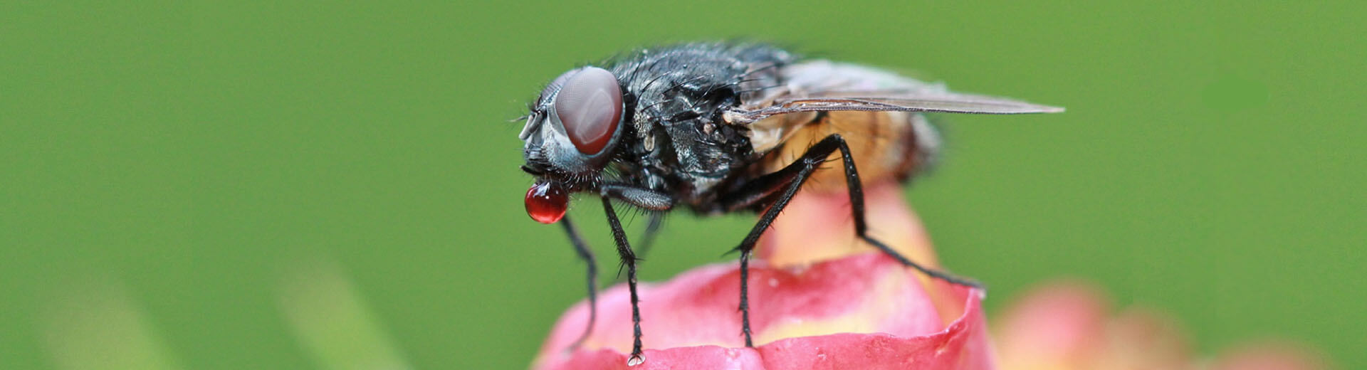 Fliegenprobleme Im Sommer Kammerjager Ratgeber