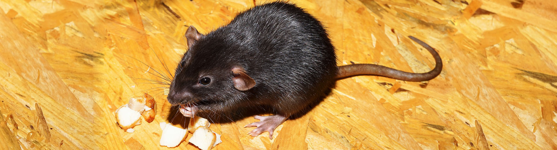 Ratten fangen - Tipps und Tricks - Kammerjäger Ratgeber