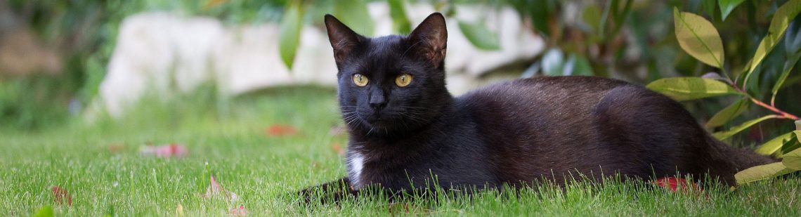Katzen aus dem Garten vertreiben Kammerjäger Ratgeber
